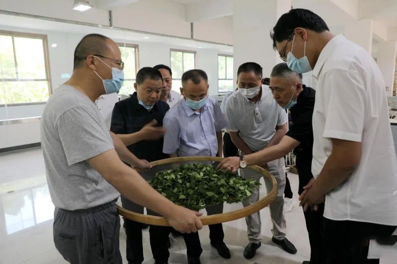 有关于商南成功举办首届斗茶大赛的消息