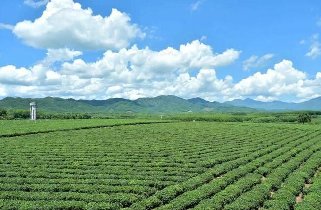 有关于“无糖茶饮产业”“白茶产业未来”“湖北红茶海外俏”的相关内容(6)