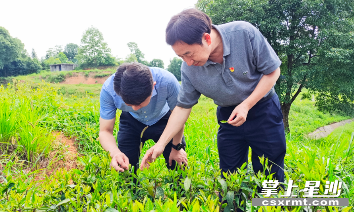 关于科技兴茶:技术送进茶园,点拨种茶之道的最新消息