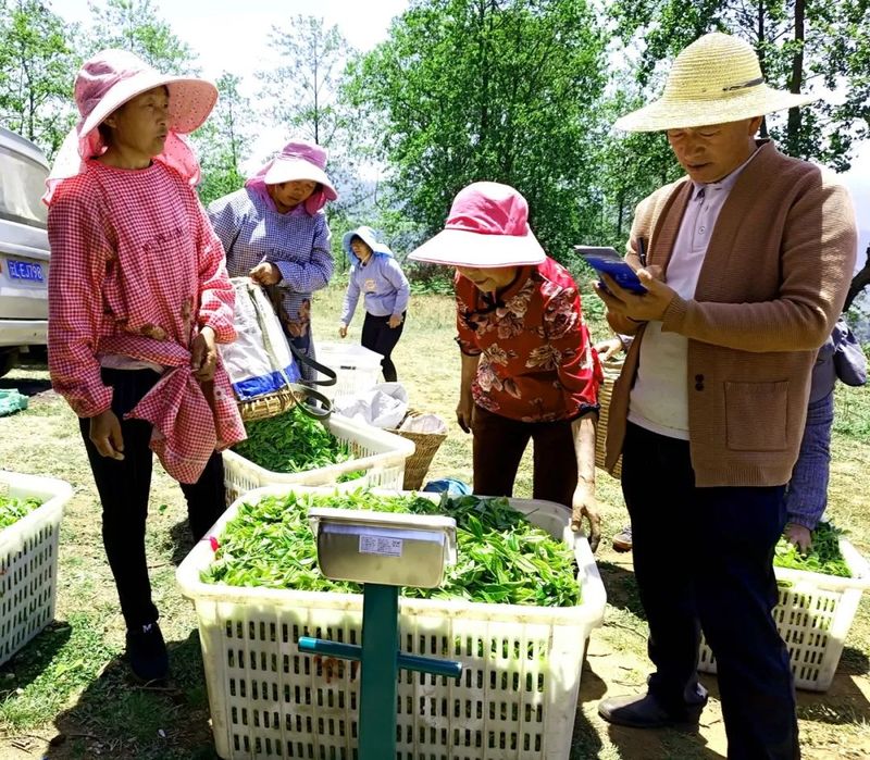 有关于永平县龙门乡:探索“一核三益”模式提升为民服务质效促茶产业发展的新闻(2)