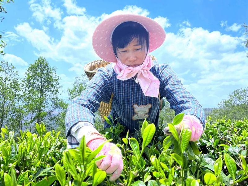 有关于永平县龙门乡:探索“一核三益”模式提升为民服务质效促茶产业发展的新闻(3)