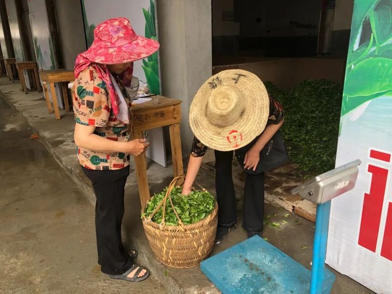 有关于福鼎伏季休茶全面结束,新一轮茶叶采摘已开启!的最新消息(4)