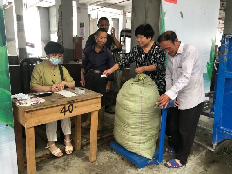 有关于福鼎伏季休茶全面结束,新一轮茶叶采摘已开启!的最新消息(3)