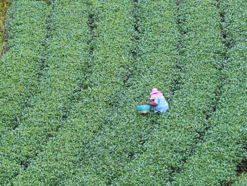 有关于福鼎伏季休茶全面结束,新一轮茶叶采摘已开启!的最新消息(2)