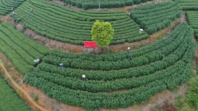 有关于福鼎伏季休茶全面结束,新一轮茶叶采摘已开启!的最新消息(1)