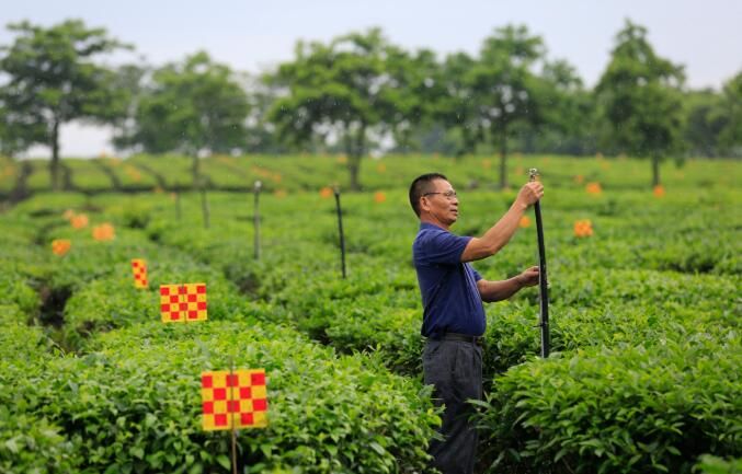 关于广西柳城:绿色植保技术保驾护航 千亩有机茶园展现生机的相关信息(1)