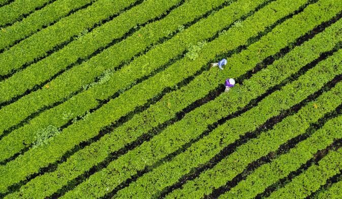 关于广西柳城:绿色植保技术保驾护航 千亩有机茶园展现生机的相关信息