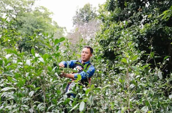 有关于茶山寻根!云茶产业焕发茶树新活力的相关信息(7)