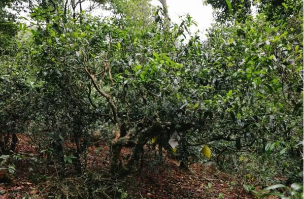 有关于茶山寻根!云茶产业焕发茶树新活力的相关信息(3)