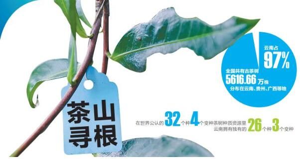 有关于茶山寻根!云茶产业焕发茶树新活力的相关信息(1)