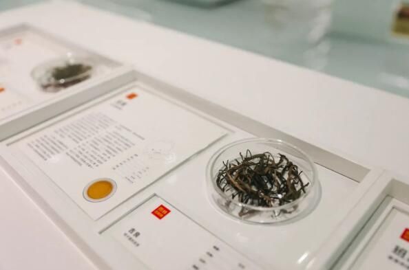 有关于茶山寻根!云茶产业焕发茶树新活力的相关信息(12)