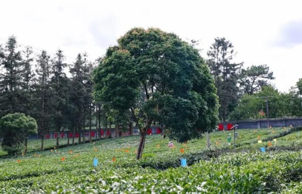 有关于茶山寻根!云茶产业焕发茶树新活力的相关信息(4)