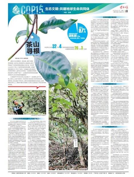 有关于茶山寻根!云茶产业焕发茶树新活力的相关信息