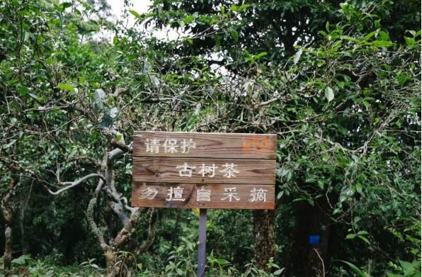 有关于茶山寻根!云茶产业焕发茶树新活力的相关信息(6)