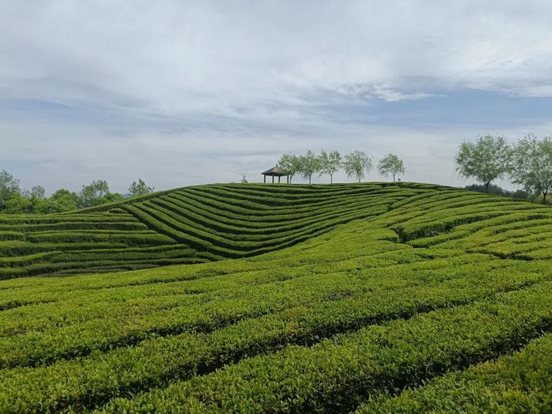 关于36名选手在2022年贵州技能大赛——“石阡苔茶杯”第十一届手工制茶技能大赛中获奖的内容(10)