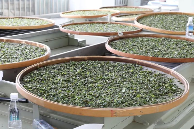 关于36名选手在2022年贵州技能大赛——“石阡苔茶杯”第十一届手工制茶技能大赛中获奖的内容(6)