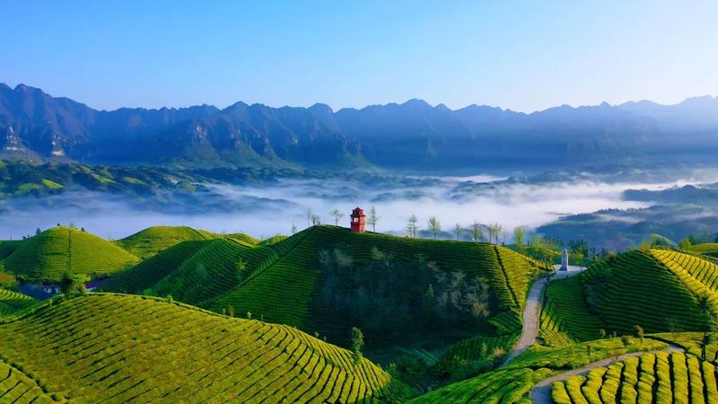 关于湖北红茶海外俏,2021年出口量增长全国第一的新闻(3)