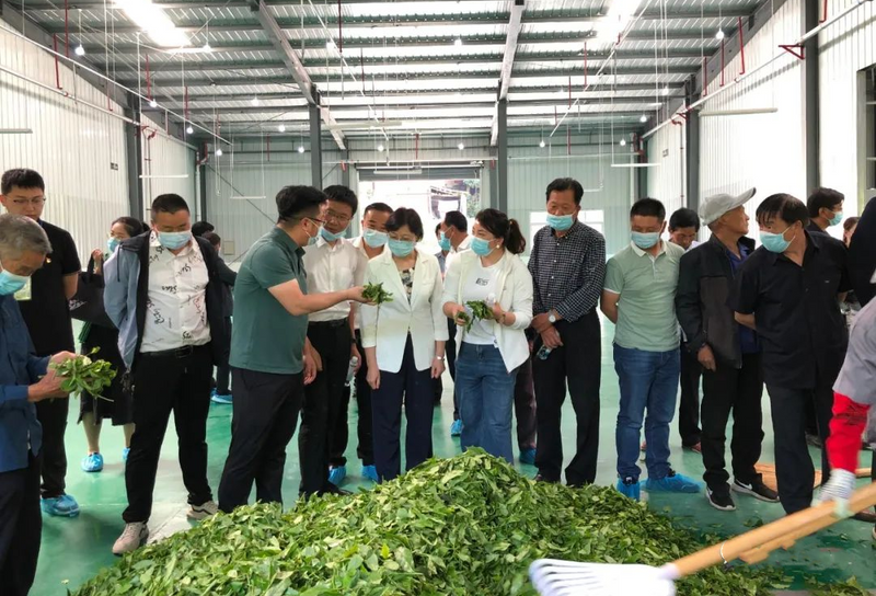 有关于元墩镇水碓村:“茶产业”铺就“致富路”的资讯(3)