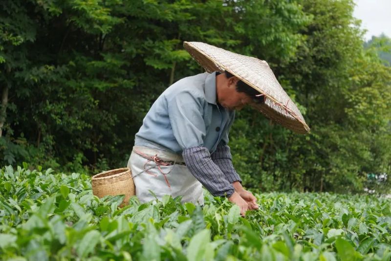 有关于立足本县服务全省!湄潭茶园机械师里外吃香的信息(1)