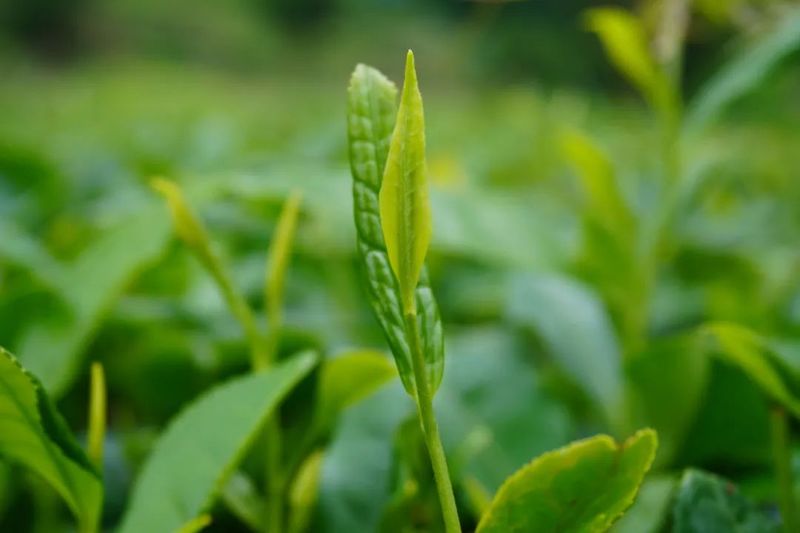 有关于立足本县服务全省!湄潭茶园机械师里外吃香的信息