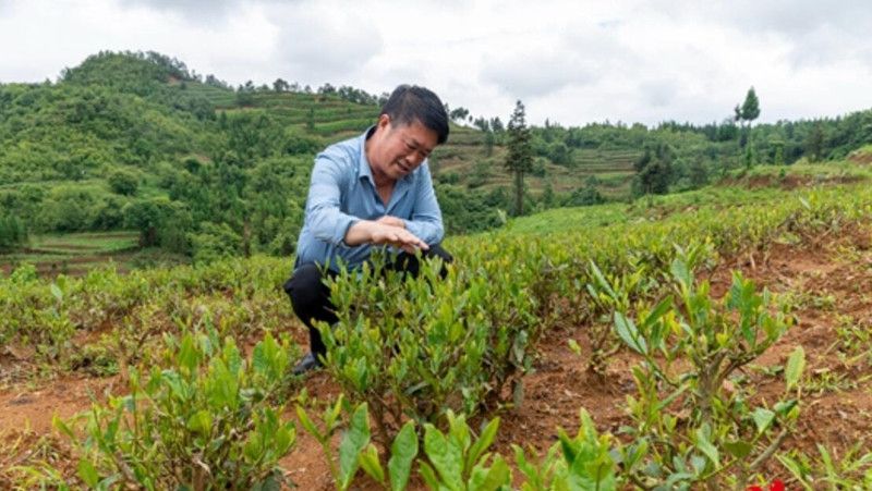 关于贵州盘州:做强核心竞争力 推进茶产业高质量发展的信息