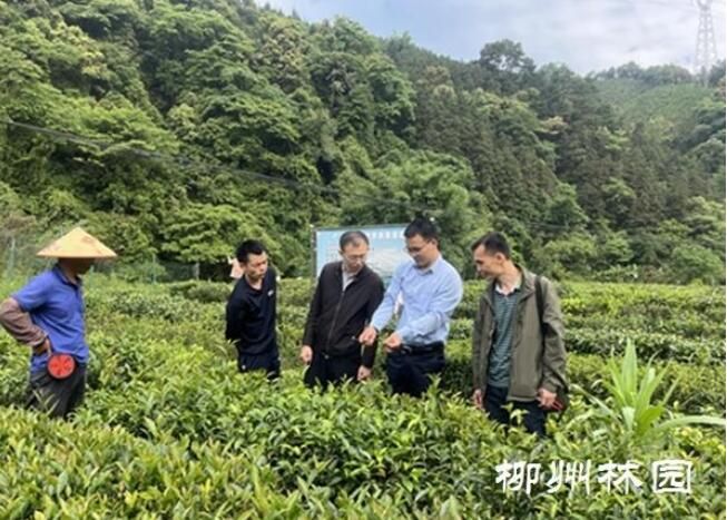有关于柳州市林业科研所：茶树也办“身份证”的信息