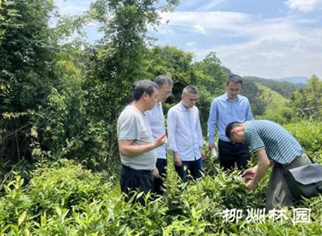 有关于柳州市林业科研所：茶树也办“身份证”的信息(1)