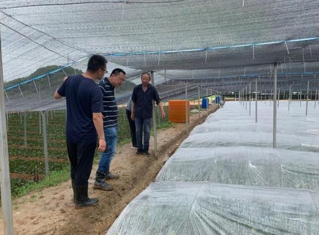 关于中茶所专家到九江指导庐云系列茶树品种扦插育苗的新闻