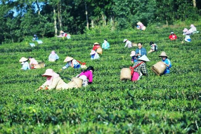 有关于海南白沙:茶“火”越烧越旺 育“绿”多姿多彩的相关信息(1)