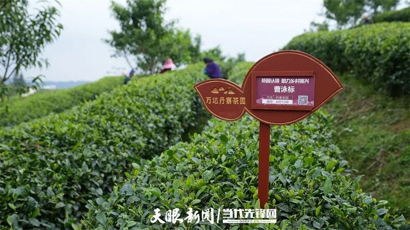 有关于干净黔茶·全球共享：第14届茶博会分会场集锦的内容(11)