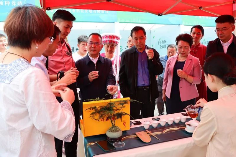 有关于干净黔茶·全球共享：第14届茶博会分会场集锦的内容(12)