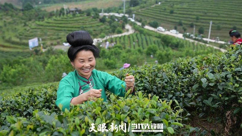 有关于干净黔茶·全球共享：第14届茶博会分会场集锦的内容(10)