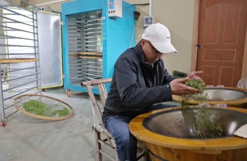 有关于乡贤回归 助力马剑镇茶产业高质量发展的相关内容