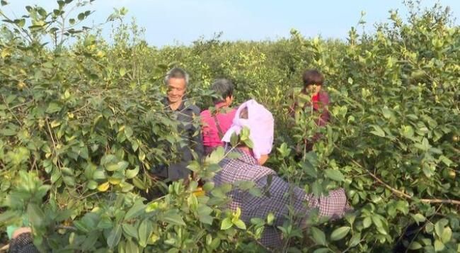 有关于祁阳油茶产业驶入发展快车道的消息