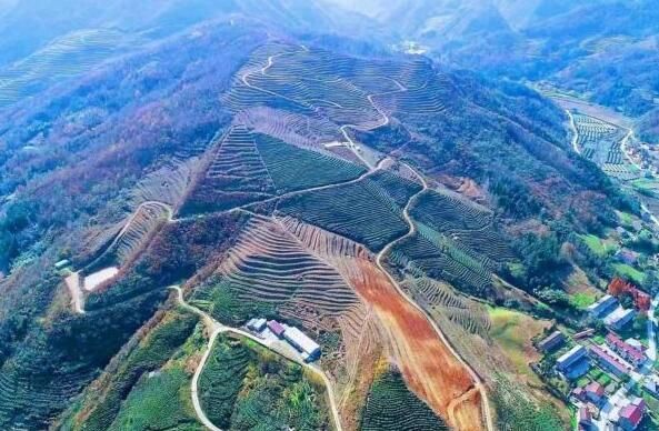 有关于湖北省房县门古寺：提升茶产业 助推乡村振兴发展的最新消息(1)