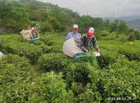 有关于湖北省房县门古寺：提升茶产业 助推乡村振兴发展的最新消息(2)