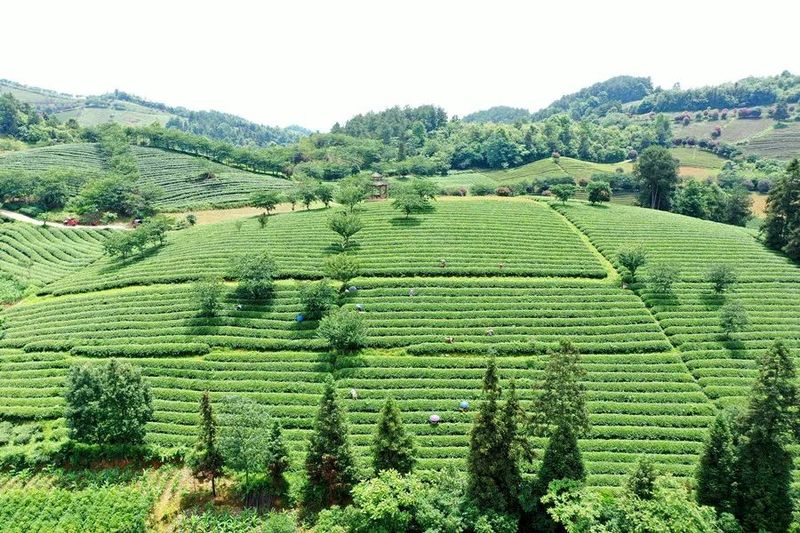 关于余庆:立足茶产业 发展劲头足的相关信息