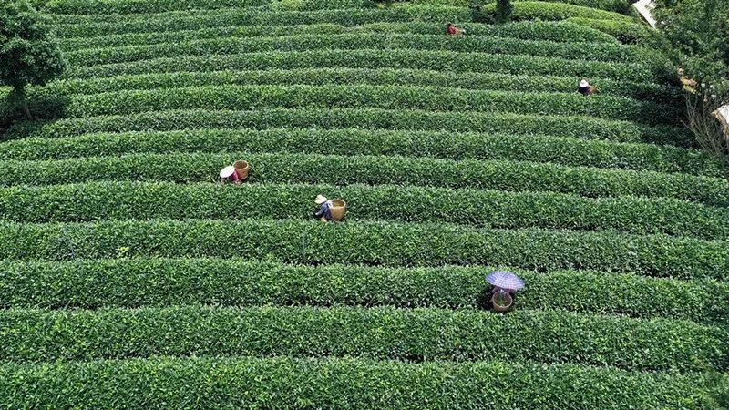 关于余庆:立足茶产业 发展劲头足的相关信息(3)