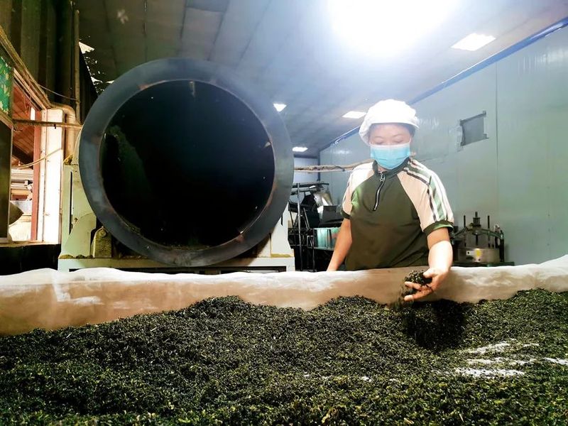 关于余庆:立足茶产业 发展劲头足的相关信息(4)