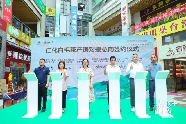 关于茶香如故，韵味绽放，仁化白毛茶品牌推介会在芳村茶业城正式启动的内容(13)
