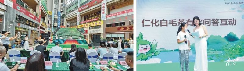 关于茶香如故，韵味绽放，仁化白毛茶品牌推介会在芳村茶业城正式启动的内容(11)