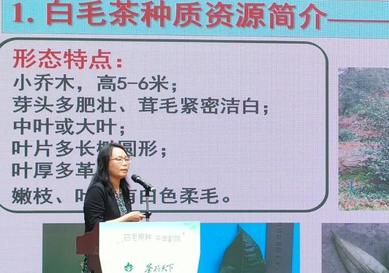 关于茶香如故，韵味绽放，仁化白毛茶品牌推介会在芳村茶业城正式启动的内容(10)