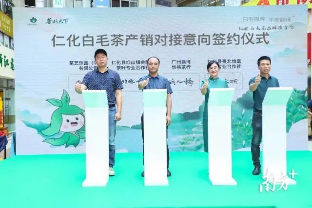 关于茶香如故，韵味绽放，仁化白毛茶品牌推介会在芳村茶业城正式启动的内容(14)