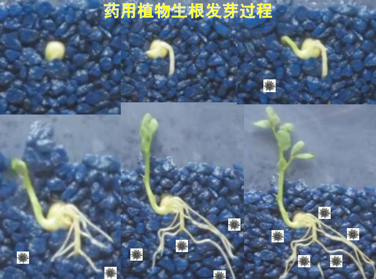 关于这场讲座深度追溯白茶源头及药效,快来学习一下吧!的相关内容(6)