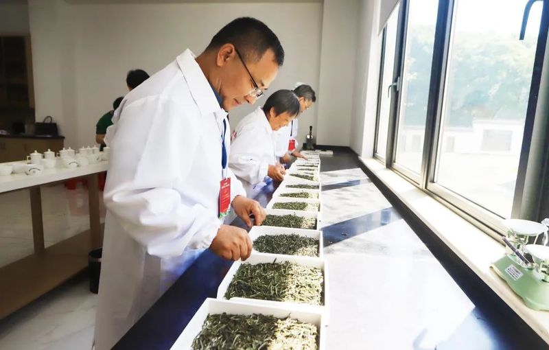 有关于高手云集!2022安徽省首届茶叶加工工职业技能大赛正式开赛!的信息(15)