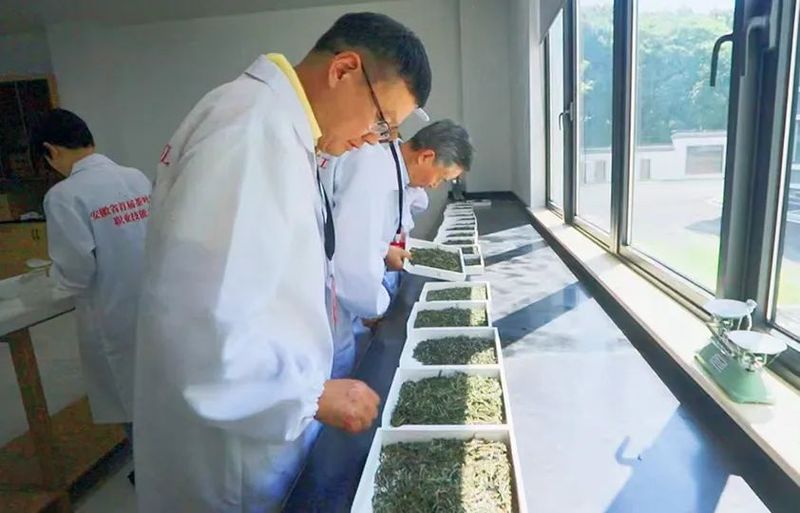 有关于高手云集!2022安徽省首届茶叶加工工职业技能大赛正式开赛!的信息(13)