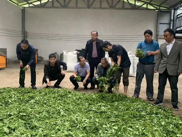 关于云南省农业科学院茶叶研究所所长何青元一行至梁河县调研指导茶产业发展的资讯(1)