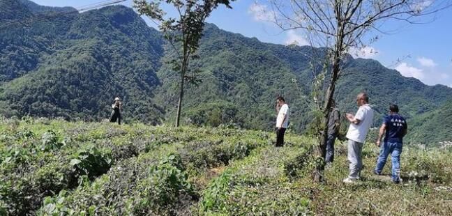 关于房县农业农村局：督导茶园管理，做好抗旱减灾的相关信息