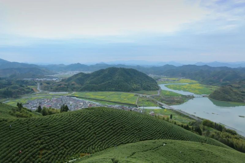 有关于 “挖掘鸠坑茶品牌价值、打造三茶统筹发展共富示范区”研讨会举行的资讯(10)