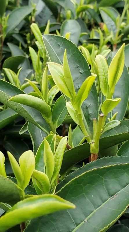 有关于 “挖掘鸠坑茶品牌价值、打造三茶统筹发展共富示范区”研讨会举行的资讯(11)